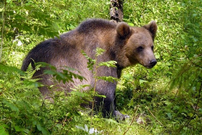 Day Trip to Gauja National Park: Animals, Castles and a Cave - Tour Overview
