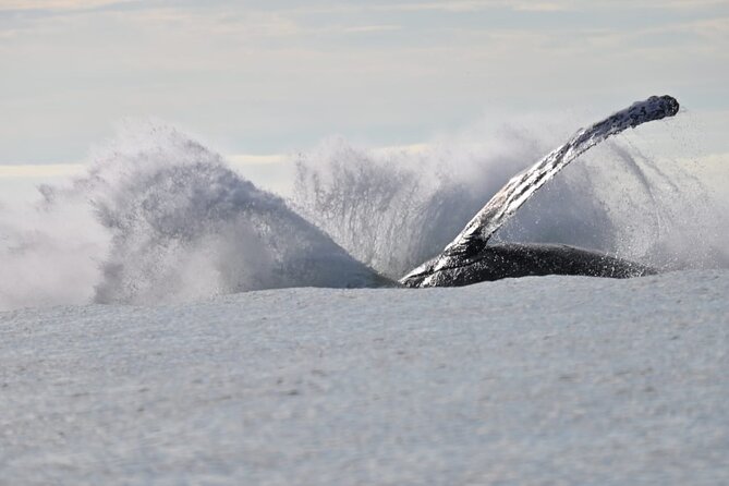 Day Trip – Whale Watching From Cali #Ecoliving