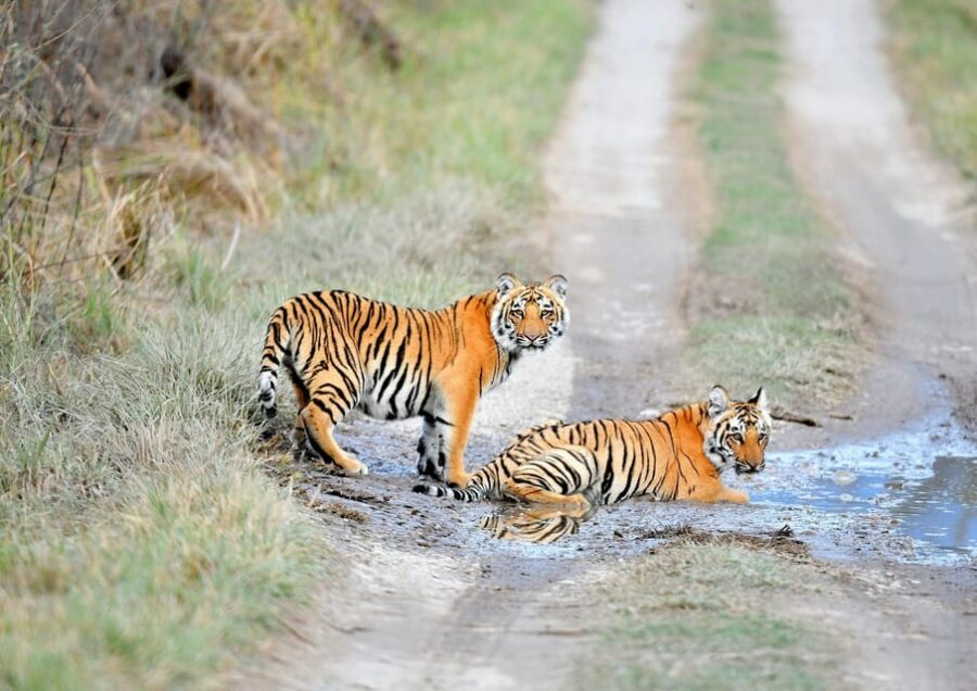 Delhi Agra Jaipur Ranthambore 6 Days Tour