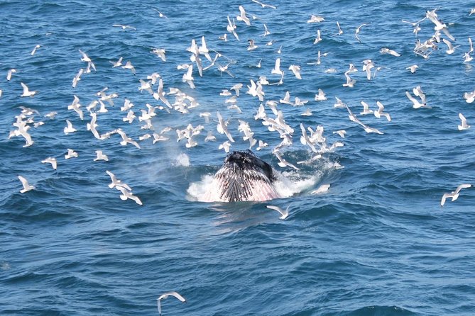 Deluxe Whale Watching and Whales of Iceland Exhibition Combo From Reykjavik - Wildlife Observations and Environmental Commitment