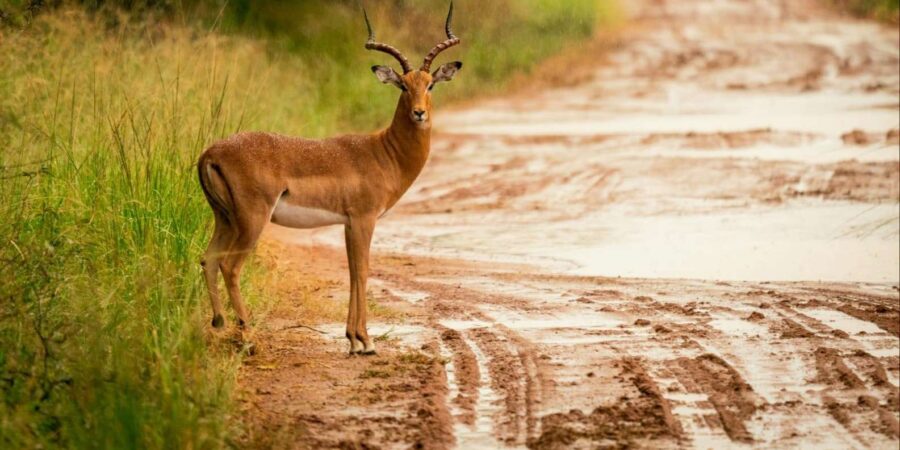 DINOKENG GAME RESERVE BIG 5 GAME DRIVE