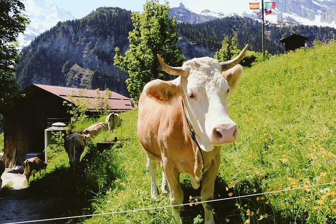 Discover Interlaken’S Most Photogenic Spots With a Local