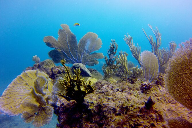 Discover Scuba Diving - DSD - Meeting and Pickup Details