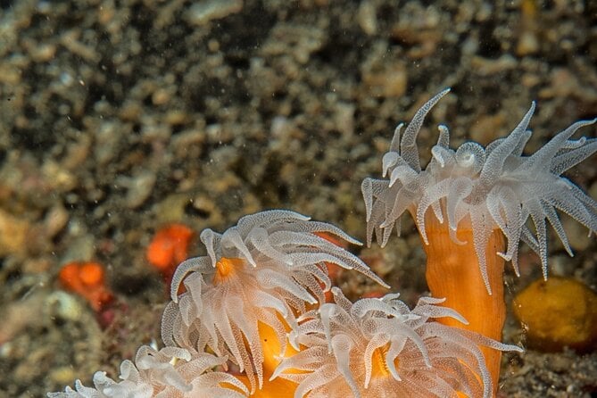 Discover Scuba Diving First Dive Catania