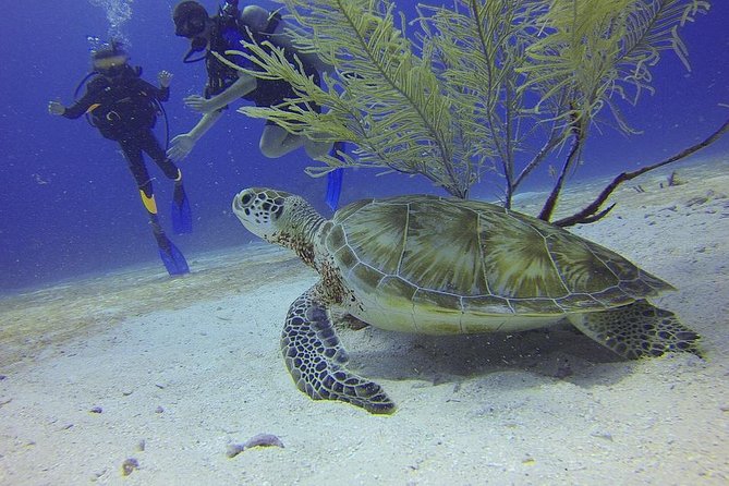 Discover Scuba Diving in Montego Bay