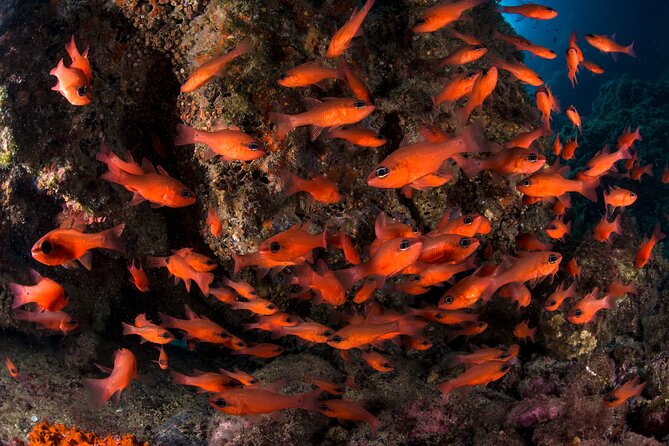 2 Best Scuba Diving Experiences In Sorrento