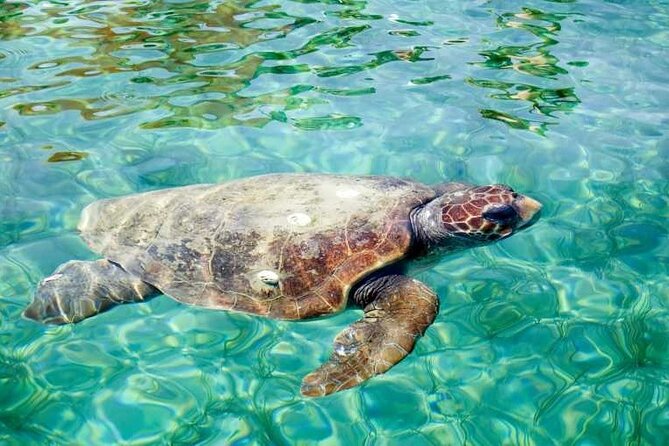 3 Best Scuba Diving Experiences In Ambergris Caye