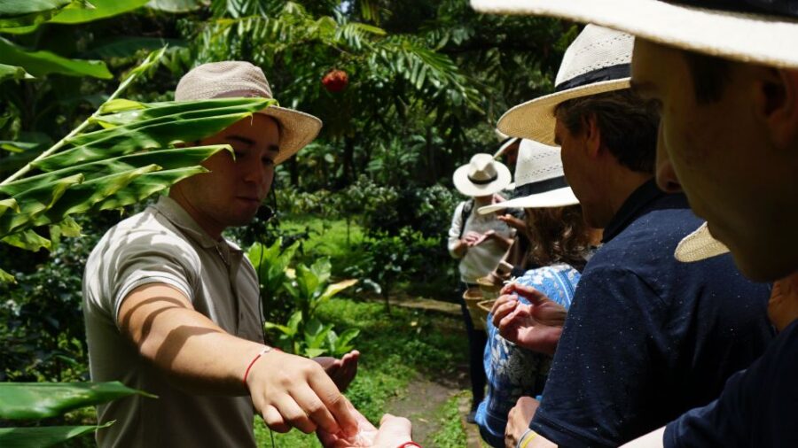 Discover the Secrets of Coffee, Cocoa, and Waterfall in Minca