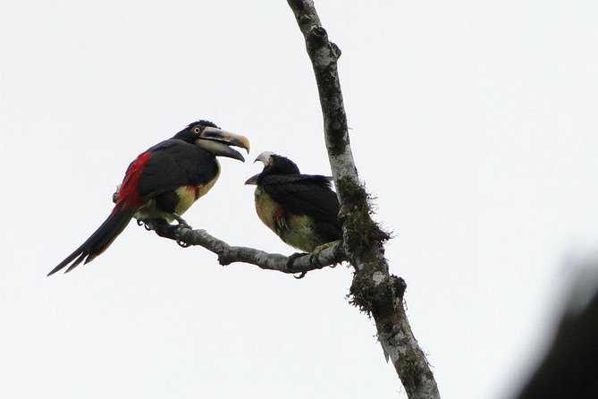 Discovering The World of Birds