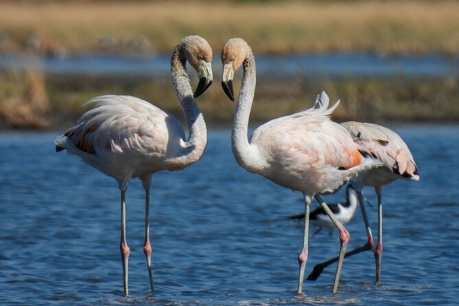 Discovering Wildlife of the Chaco