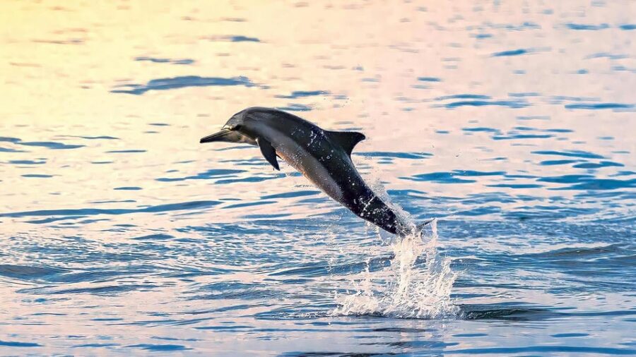 Dive Into Lovina Dolphin Watching and Snorkeling
