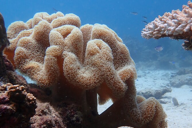 Dive Trip Experience in Koh Tao