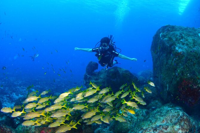 Diving Experience in Fernando De Noronha