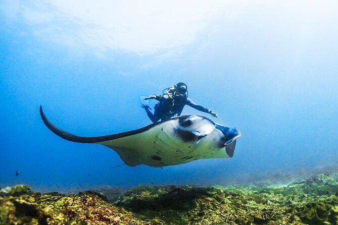 Diving in Nusa Penida