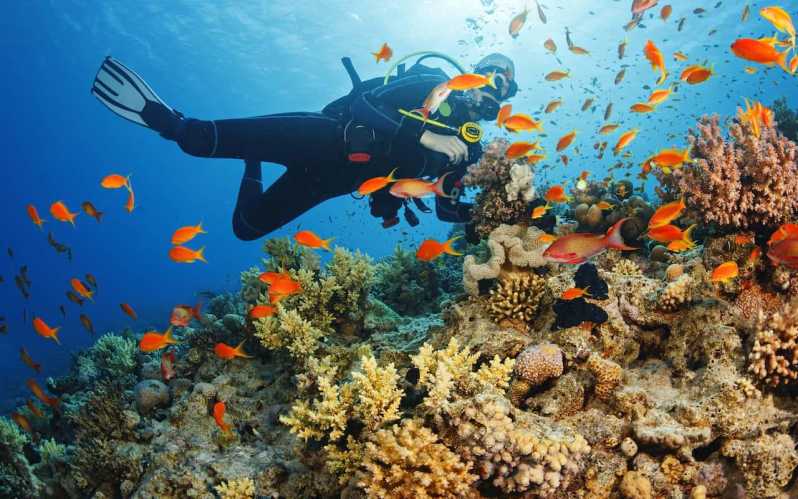 Diving Tour From Side With Lunch Included