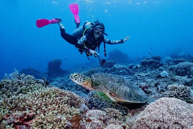 Diving With Manta Ray at Nusa Penida