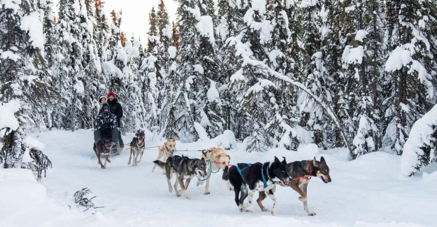 Dogsled and Reindeer Day Trip to Borealis Basecamp - Activity Overview and Pricing