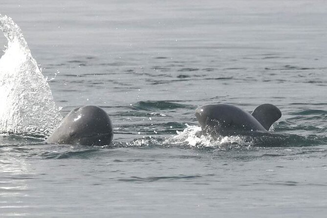 DOLPHIN COASTAL EXPEDITION by Discovery Center, Kep West