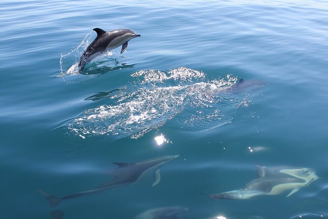 Dolphin Safari, São Rafael Caves & Coastline. - Tour Overview