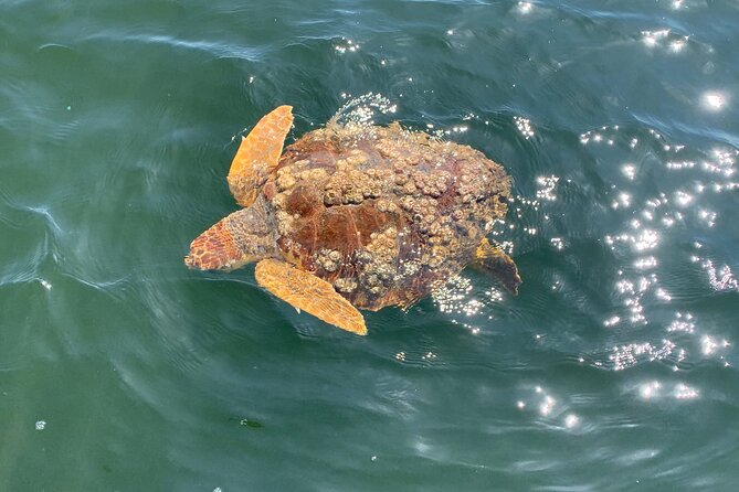 Dolphin & Sightseeing Cruise + Beach Stop + Seashell Hunting