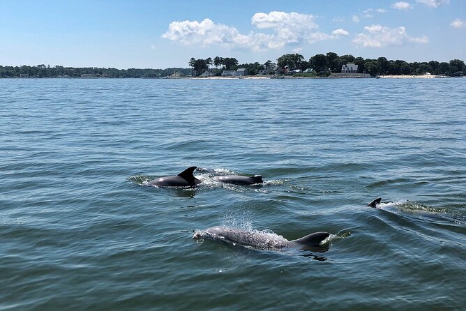 Dolphin Tiki Boat Cruise