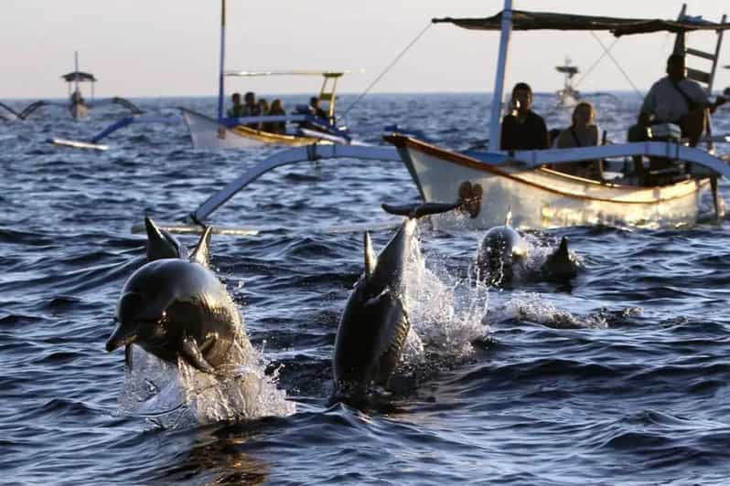 Dolphin Watching & Swimming Tours