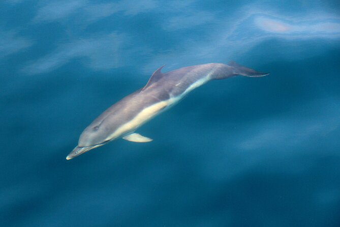 Dolphin & Whale Watching (4hrs) Blasket Island Landing (3hrs)