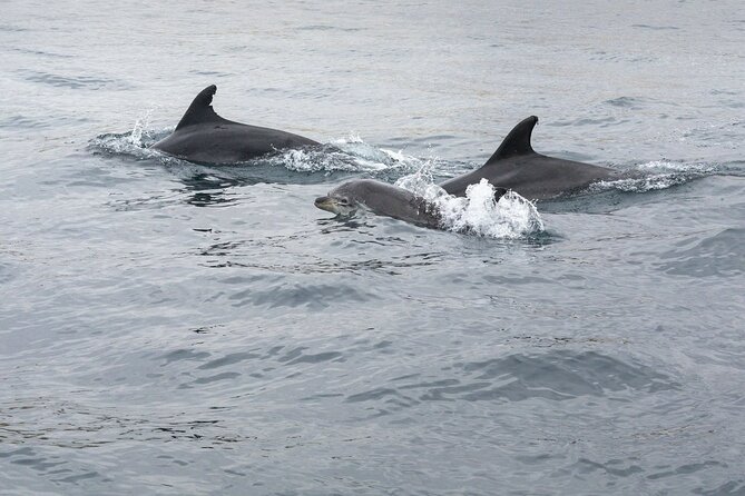 Dreamer Cave and Dolphins Boat Tour With Transport From Albufeira