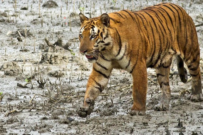 Dudhwa Rhinoceros and Tiger Safari
