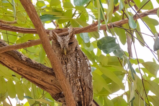 Early Bird Watching Tour - Guanacaste - Tour Overview