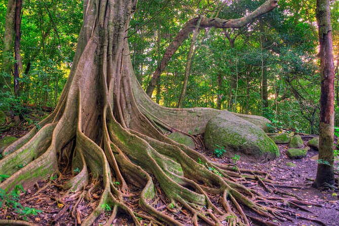 Earth Wonders From Guanacaste