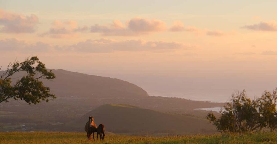 Easter Island: Private Horse Ride to Mount Terevaka