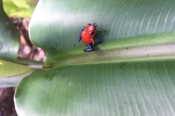 Ecologic Farming Sloth Tour Hiking & Chocolate -Coffee Tour