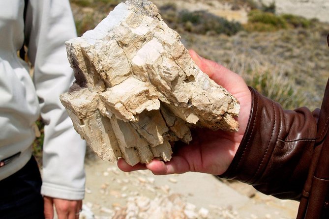 El Calafate: Day Trip to the Spectacular Petrified Forest La Leona - Tour Overview and Highlights