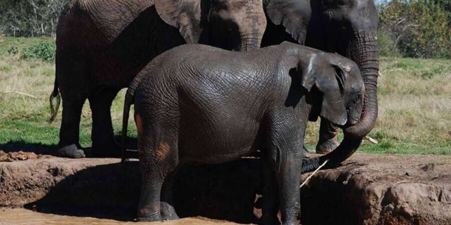 Elephant & Monkey Santuary With Lion Park Tour