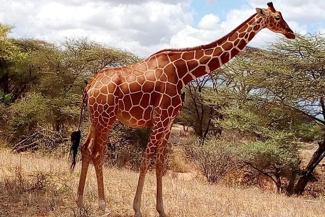 Elephant Orphanage Ticket With Pick up and Drop off - Location and Size of Nairobi National Park