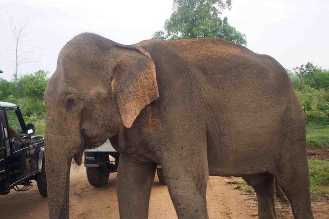 Elephant Transit Home Udawalawe With Jeep Safari – All Included Tour