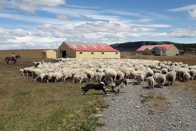 Estancia, From the Commune of Laguna Blanca