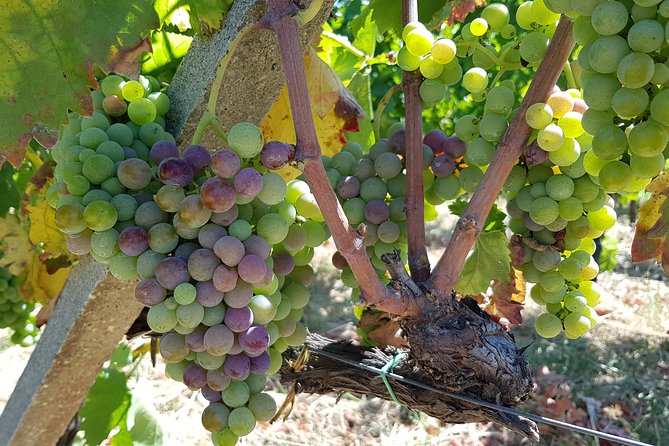 Etna DOC & Organic Wine Tasting and Tour of the 1815 Historic Winery - Pricing and Booking Information