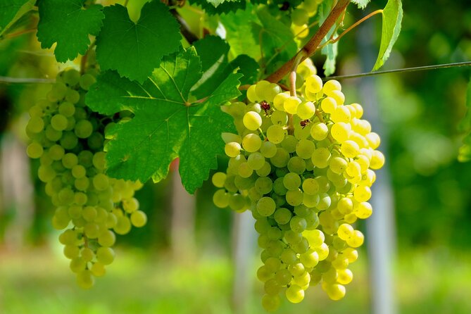 Etyek Private Half-Day Wine Tasting Tour From Budapest - Overview of the Tour