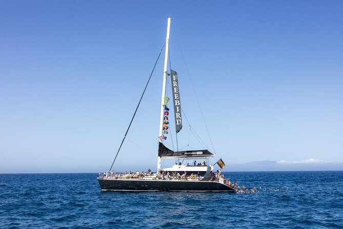 Exclusive Freebird Catamaran Whale & Dolphin to Masca From South - What to Expect