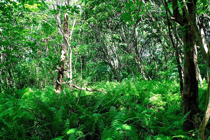 Exclusive Full-Day Zanzibar Adventure: Jozani Forest, Hidden Gems