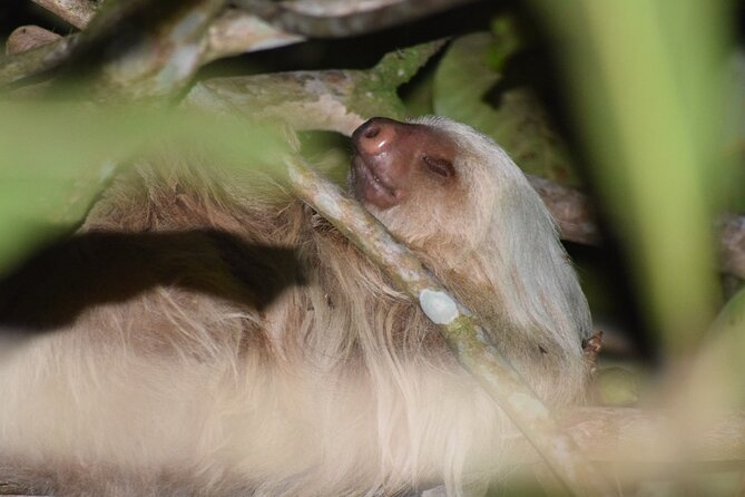 Exclusive Night Walk in La Fortuna and Natural Frog Garden . - Tour Highlights