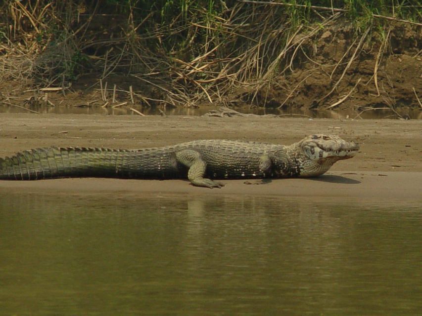 Excursion 2 Days/1 Nights in the Jungle: Tambopata