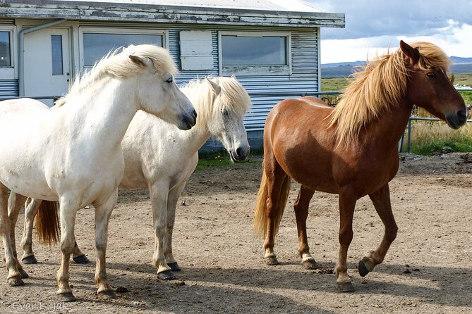 Experience Countryside of Iceland by Horseback Riding - Inclusions and Logistics