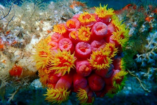 Experience Peanut Island Adventures