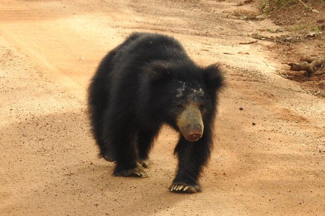 Explore Beauty Of Yala (Ruhuna) National Park From South Coast in One Day.