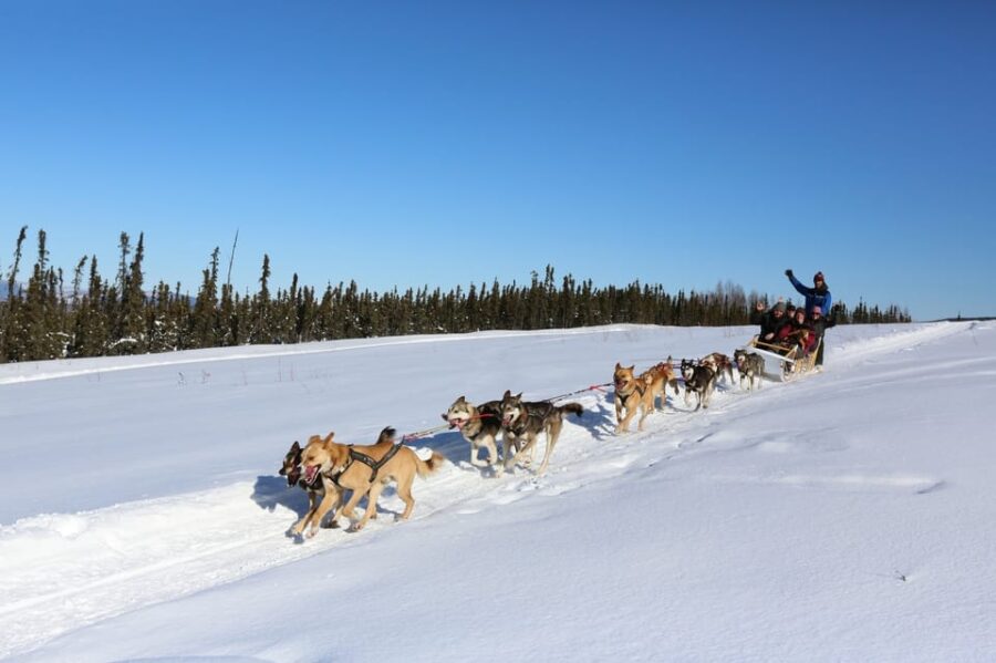 Fairbanks: 1-Hour Alaskan Winter Dog Sledding Adventure - Highlights of the Dog Sledding Adventure
