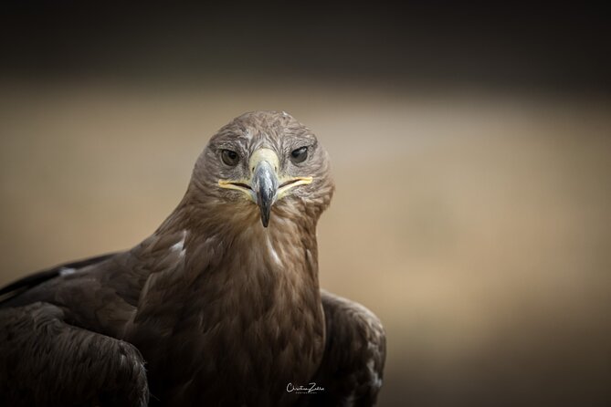 Falconry Experience in Tuscany