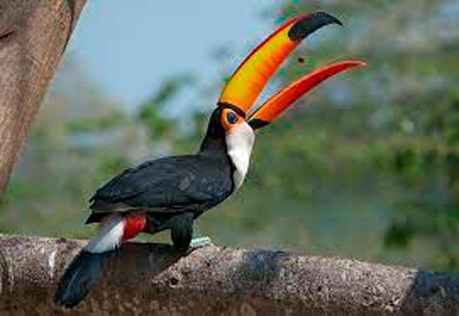 Fantastic Jungle 3 Days 2 Nights